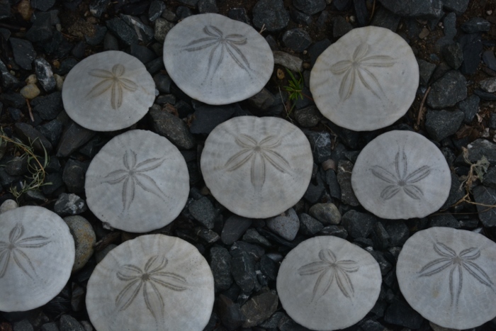 sand dollars